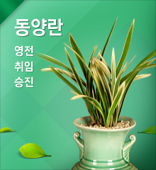 동양란
