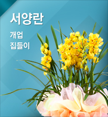 서양란