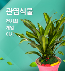 관엽식물